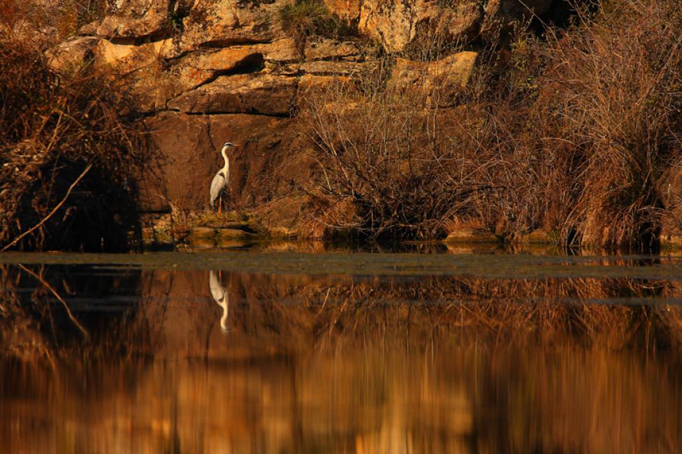 Paisaje con garza real